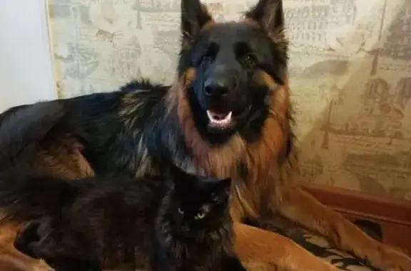 Пропала собака Мальчик, Киров (rl1148016) - photo