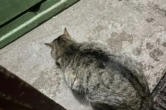 Найдена кошка, дома отдыха «Пахра», фото: Найдена кошка, Лесная улица, Москва