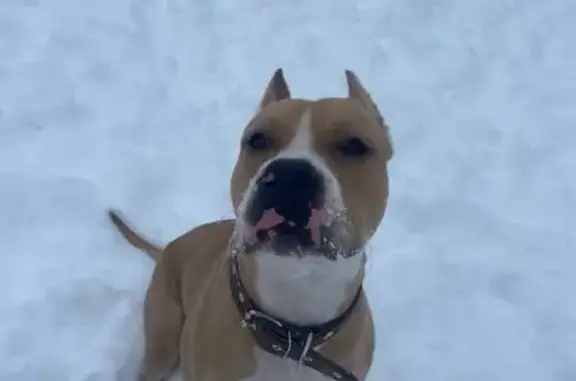 Собаки потеряшки, Новочебоксарск, фото: Потеряшка собака, мужской, улица Винокурова, Новочебоксарск - рыжий с кожаным ошейником