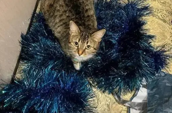 Пропала кошка, улица Мальбахова, Нальчик - белая с зелёными глазами - photo