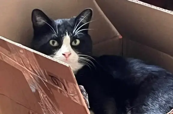 Пропал кот, улица Мира, 89, Батайск - сломанный кончик хвоста - photo