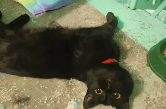 Найдена кошка, Оренбург, фото: Найдена кошка, улица Конституции СССР, 28/2, Оренбург - чёрный окрас, красный ошейник