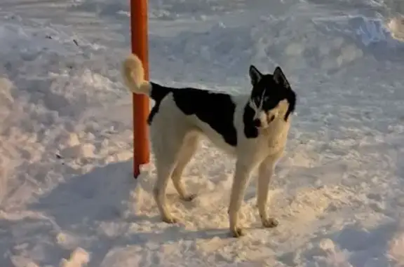 Найдена собака, Калуга, фото: Найдена собака, Московская площадь, Калуга - голубые глаза