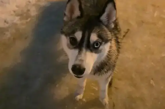 Найденные животные Воронеж, фото: Найдена собака, улица Ворошилова, Воронеж - хаски, девочка, разноцветные глаза