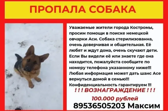 Пропала собака, Боровая улица, Кострома - photo