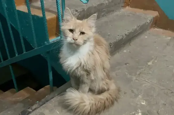 Найдена кошка, Саранск, фото: Найдена кошка, Студенческая улица, 8, Саранск - персиково-рыжий, пушистый котик
