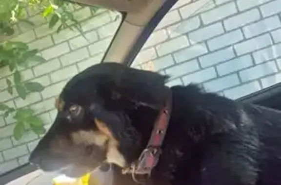 Пропал собака, мужской, Змейское кольцо, Минераловодский р-н, пос. Змейка - photo