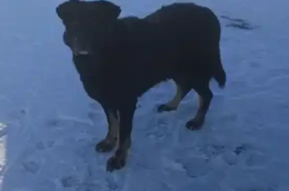 Черный лабрадор , возраст 7 лет, без ошейника. Возможно находится в Воронцовке ,Дуплято-Маслово , Кузьминский