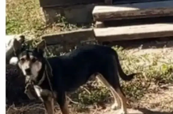 Пропал собака, 8-я Железнодорожная улица, 10, Астрахань - окрас похож с немецкой овчаркой - photo