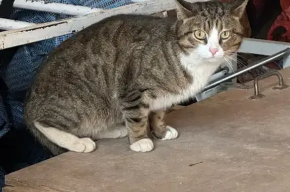 Найденные животные Кубинка, фото: Найдена кошка, Кубинка, Московская область - ухоженная, осталась ночевать