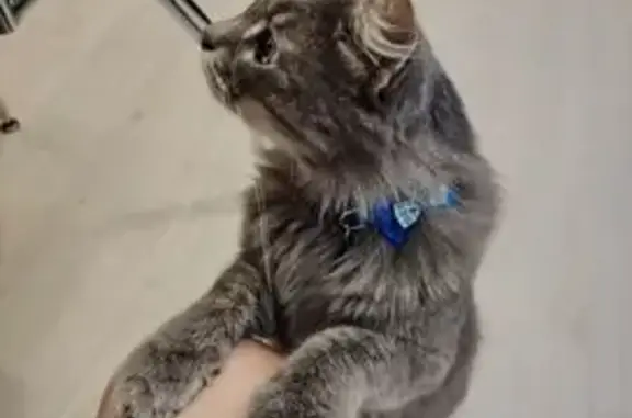 Пропал кот, Саратов, Саратовская область - серый с синим ошейником - photo