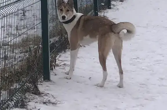 Пропала собака, женский пол, Луговая улица, 8, Бухтал - рыжая с белыми лапами - photo