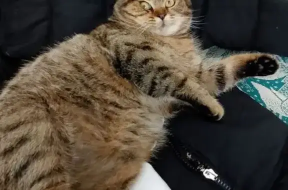 Пропал кот, Зелёная улица, 23, Гавердовский - серый с рыжиной - photo