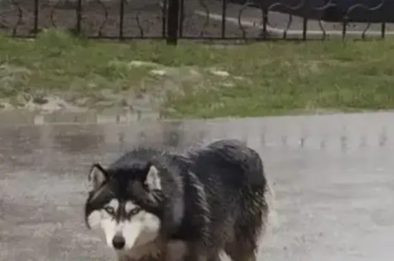 Найдена собака, Веселовка, фото: Найдена собака, Новотаманское сельское поселение, Веселовка - знает команды