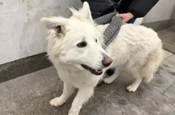 Найдена собака, район Коммунарка, фото: Найдена собака, район Коммунарка, Солнцево — Бутово — Видное - белая пушистая