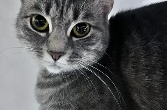 Пропала кошка, улица Софьи Перовской, 79 к1, Астрахань - молодая, серого окраса - photo