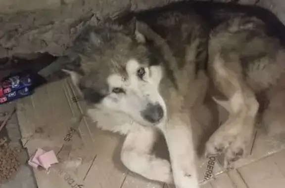 Найдена собака, Курск, фото: Найдена собака, улица Пучковка, 108В, Курск