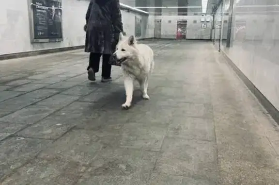 Найдена собака, район Коммунарка, фото: Найдена собака, район Коммунарка — девочка, похожа на самоеда