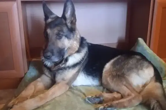 Найденные животные Очёр, фото: Найдена собака, улица Ленина, 82, Очёр - немецкая овчарка с коричневым ошейником