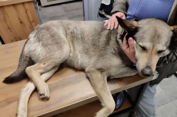 Найдена собака, Ярославль, фото: Найдена собака, 78Н-0941, Ярославль - молодая девочка с ошейником