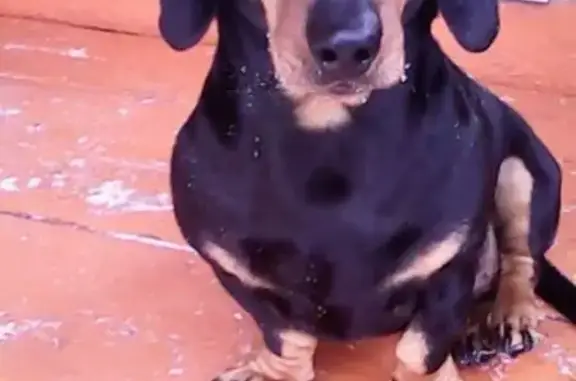 Пропал собака, Барнаул, Алтайский край - среднего роста, предположительно был украден - photo