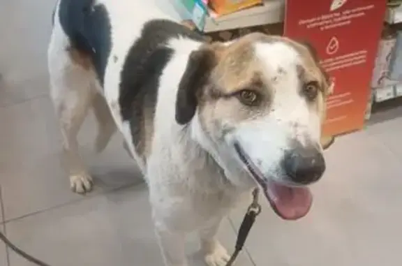 Найдена собака, Петрово-Дальнее, фото: Найден собака, 46К-9050, Петрово-Дальнее - дружелюбный кобель