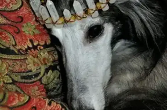 Пропала собака, Красная площадь, Москва - photo