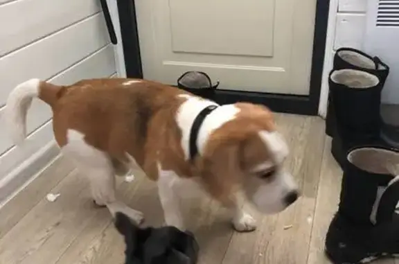 Найдена собака, Новосельцево, фото: Найден собака, Центральная улица, 2Л, Новосельцево - бигель мальчик в ошейнике