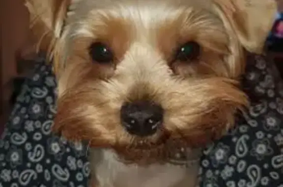 Пропал собака, 3-й Губернский проезд, 15, Тюмень - серо коричневый с ошейником - photo