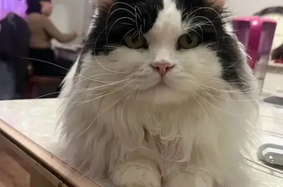 Пропал кот, Хабаровская улица, 48, Комсомольск-на-Амуре - черно-белый окрас - photo