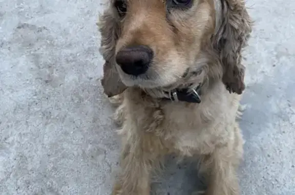 Пропал собака, Урожайная улица, Чита - рыже-белый спаниель - photo