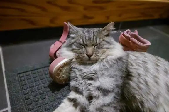 Пропал кот, 3-я Новая улица, 5А, Южно-Сахалинск - серый бобтейл - photo