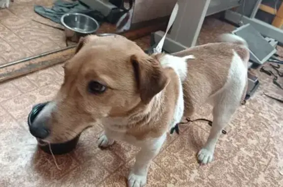 Найдена собака, Якутск, фото: Найден собака, улица Можайского, Якутск - рыжий с белыми пятнами