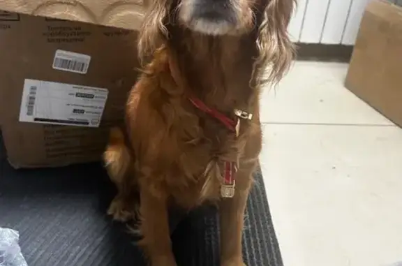 Найдена собака, Хабаровск, фото: Найдена собака, улица Ворошилова, 29Б, Хабаровск - девочка в красном ошейнике