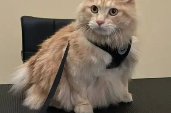 Кошки потеряшки, Иркутск, фото: Потеряшка кот, 2-я Карьерная улица, Иркутск - рыжий пушистый хвост