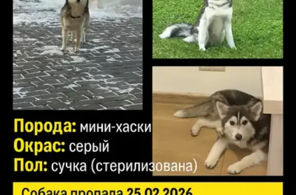 Пропала собака, Ушаковская набережная, 1 к3, Санкт-Петербург - мини хаски (помски) - photo