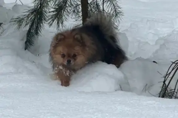 Пропал собака, Южно-Лыткаринская автодорога, 2/4А, Суханово - рыже-соболиный, один год - photo
