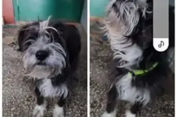 Пропал собака, улица Шамиля Усманова, 23, Казань - photo