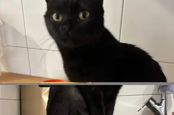 Найдена кошка, Краснодар, фото: Найдена кошка, улица Лётчика Позднякова, 2 к8, Краснодар - ухоженная, предположительно домашняя