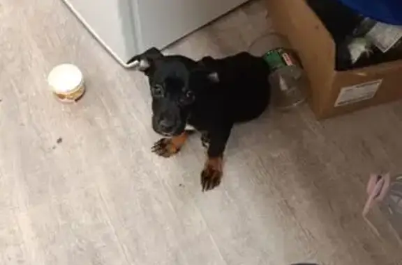 Найдена собака, Курган, фото: Найдена собака, улица Свердлова, 1А, Курган - очень худая