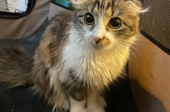 Найдена кошка, Екатеринбург, фото: Найдена кошка, Екатеринбург - напугана и худенькая