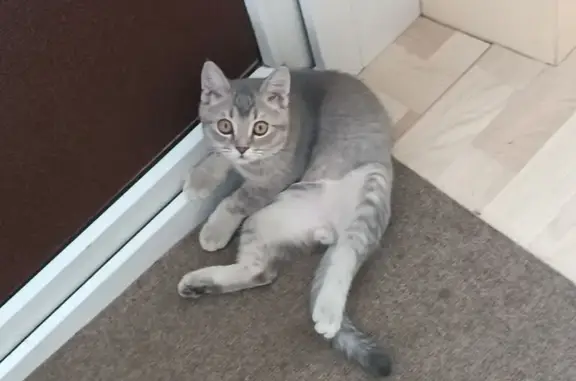 Пропал кот, посёлок Володарского, Московская область - серый с чёрными подушечками лап - photo