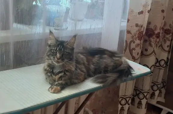 Потерянные животные Новосибирск, фото: Пропала кошка, Новосибирск, Новосибирская область - черепаховый окрас, жёлтые глаза