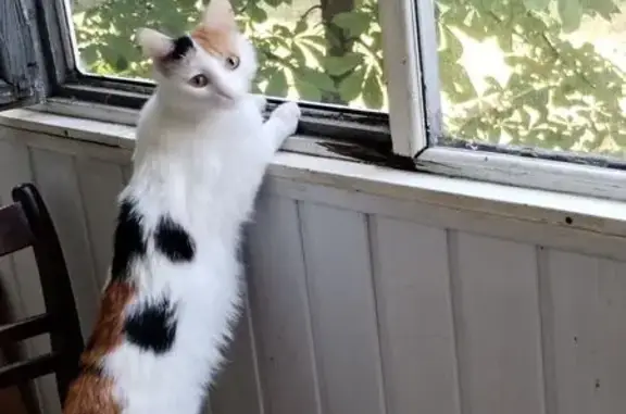 Пропала кошка, Лысогорская улица, 159, Саратов - белая с черными и рыжими пятнами - photo