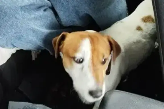 Найдена собака, Заворово, фото: Найден собака, 80А, Заворово - Джек рассел в ошейнике