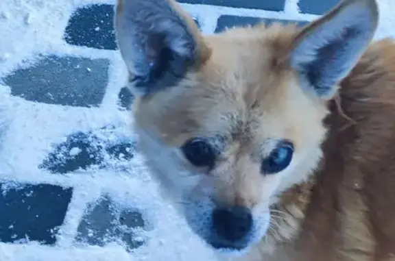 Найденные животные Горно-Алтайск, фото: Найдена собака, Набережный переулок, Горно-Алтайск - оранжевая, на один глаз слепая