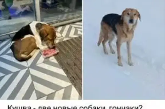 Найдена собака, Баранчинский, фото: Найден собака, Октябрьская улица, Баранчинский