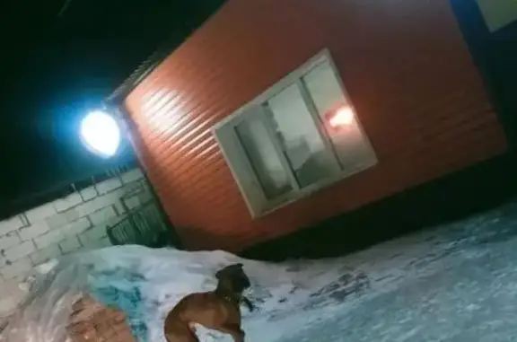 Найдена собака, Тогучин, фото: Найдена собака, Центральная улица, 143, Тогучин - на собаке ошейник