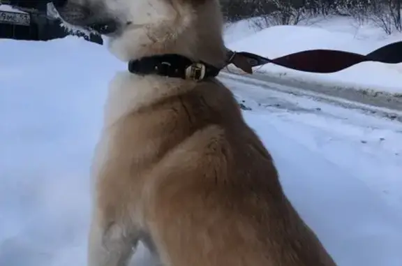 Найдена собака, Мурманск, фото: Найдена собака, проспект Ленина, Мурманск - светло-рыжая, напугана