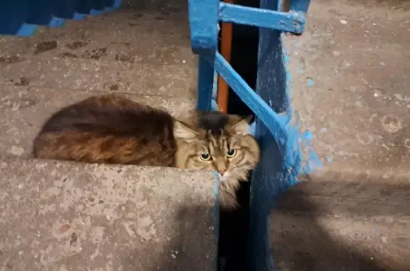 Найденные животные Стерлитамак, фото: Найдена кошка, улица Ибрагимова, 2, Стерлитамак - ухоженная и пушистая